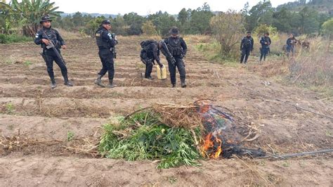 Erradican M S De Mil Matas De Marihuana En Totonicap N Agencia