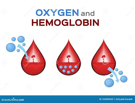Oxygen And Hemoglobin Vector Illustration 143847356