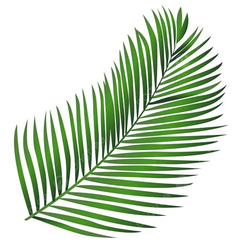 Clipart Daun Kelapa Daun Kelapa Png Daun Kelapa Vektor Daun Kelapa