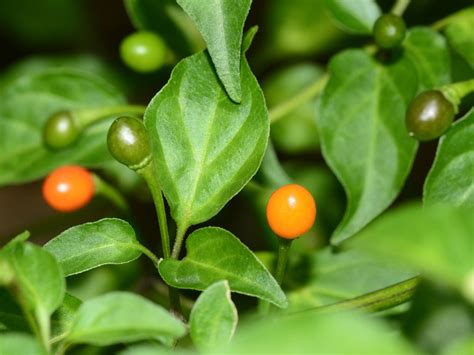 Growing Chiltepins How To Care For Chiltepin Pepper Plants