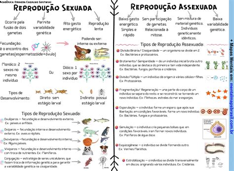 Tipos De Reprodução - Tipos de Reprodução Mapas Mentais - Mental Maps Brasil