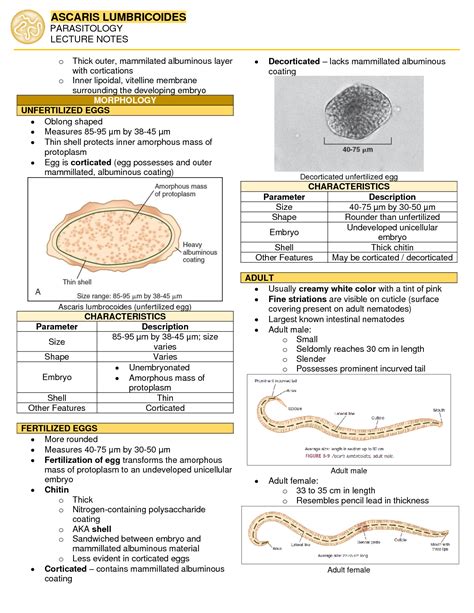 Solution Ascaris Lumbricoides Lecture Notes Studypool