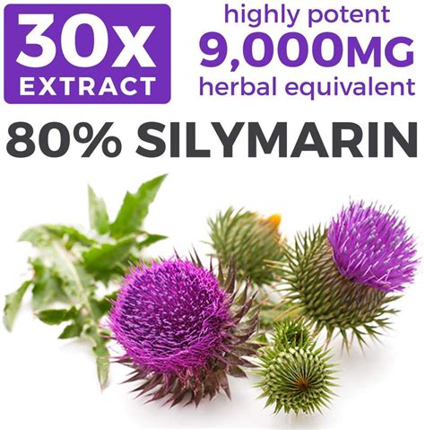 Organic Milk Thistle 30 1 Extract 80 Silymarin And Vegan Super Concen