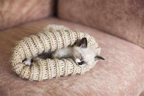 Kitten Sleeping on the Sofa Stock Image - Image of young, feline: 196249927