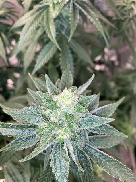 Ilgm Blue Dream Grow Diary Journal Week15 By Krashandburn Growdiaries