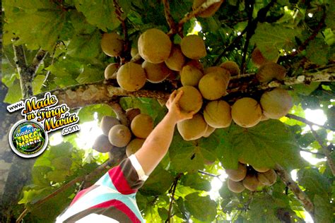 El Zapote Fruta Tropical Que Aporta Muchos Beneficios A La Salud