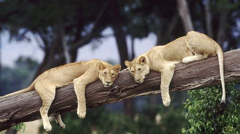 Fondos de pantalla Árboles Animales león fauna silvestre Zoo