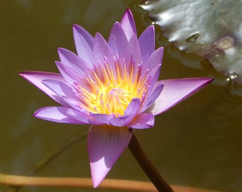 Free Picture Flower Waterlily Aquatic Leaf Lotus Exotic Flora