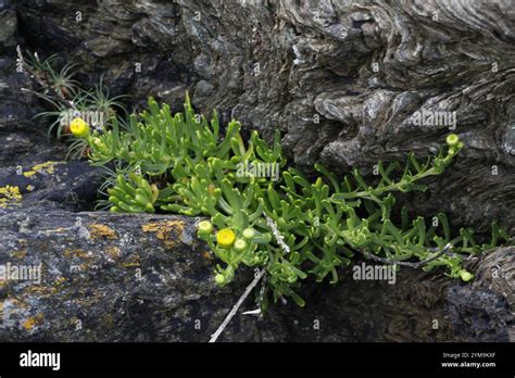 Golden Samphire Limbarda Crithmoides Stock Photo Alamy