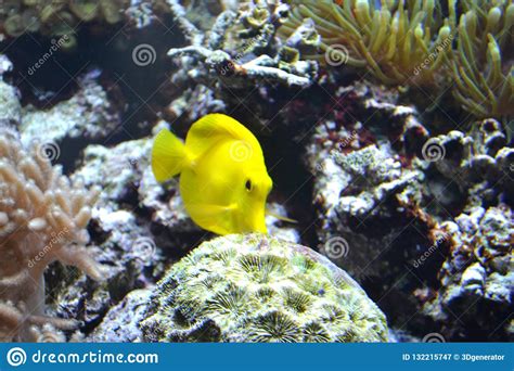 Yellow Tang Saltwater Fish Stock Image Image Of Aquarium 132215747