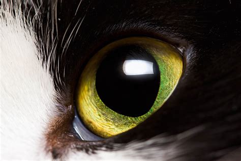 Cat Eye Anatomy