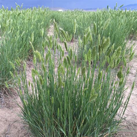 Sheep Fescue Great Basin Seeds Festuca Ovina