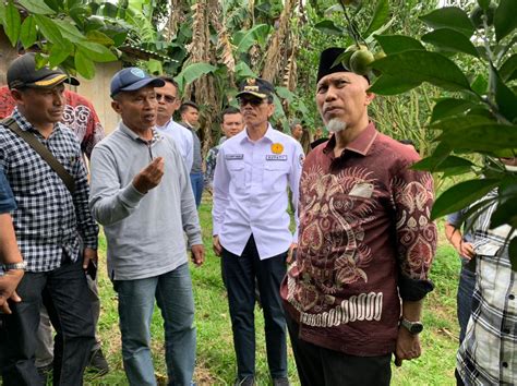 Petani Keluhkan Pupuk Subsidi Sumbar Siapkan Pupuk Batubara Suaraindo Id