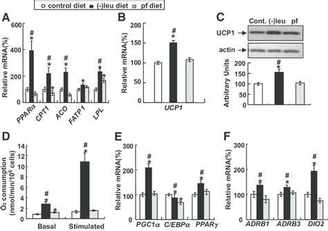 Expression Of Oxidation Genes And UCP1 MRNA And Protein Increases In