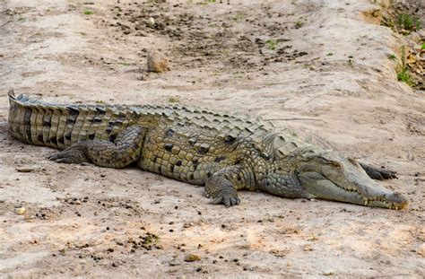 Orinoco crocodile | Size, Diet, Population, & Facts | Britannica