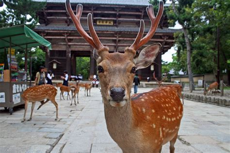 Exploration Du Japon En F Vrier Les Lieux Incontournables Visiter