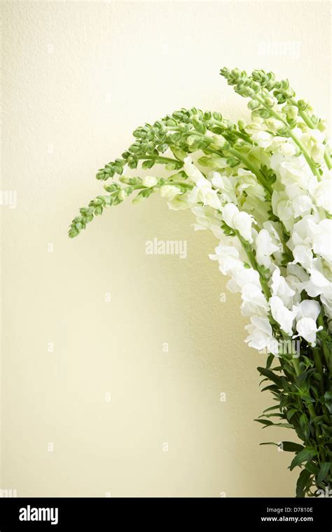 white and green flowers Stock Photo - Alamy