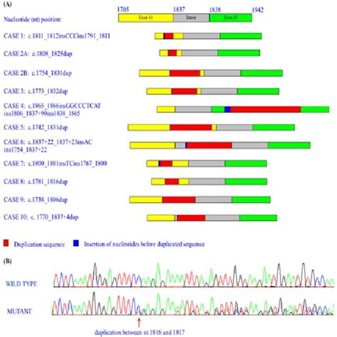 A Nucleotide Positions Of Duplicated Sequence And Patterns Of