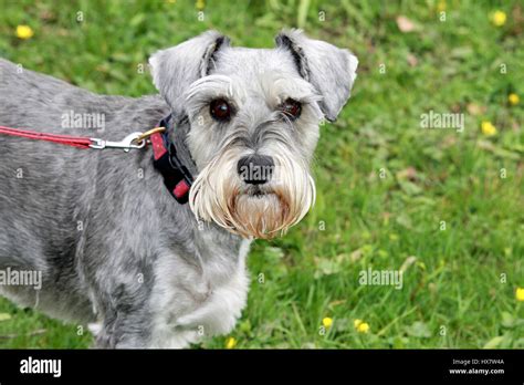 Salt And Pepper Mini Schnauzer