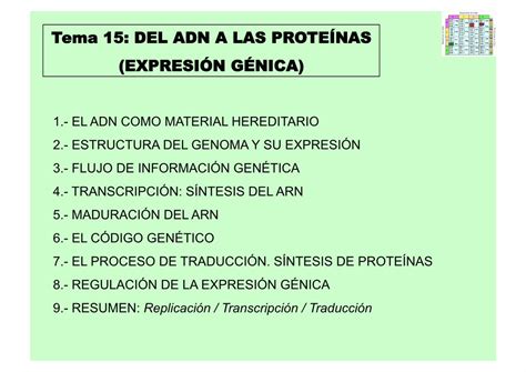 PDF Tema 15 DEL ADN A LAS PROTEÍNAS EXPRESIÓN tema 15 del adn