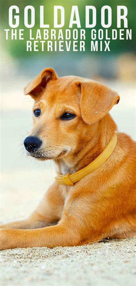 Goldador Dog A Complete Guide To The Golden Retriever Lab Mix