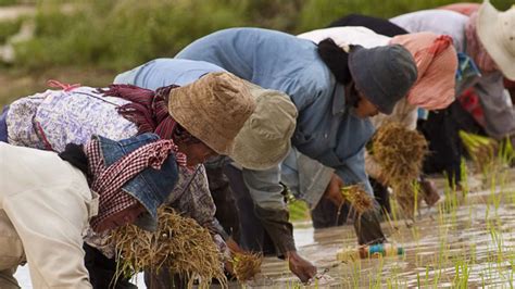 Pagbagsak Ng Presyo Ng Produkto Ng Mga Magsasaka Sa Gitna Ng Mataas Na