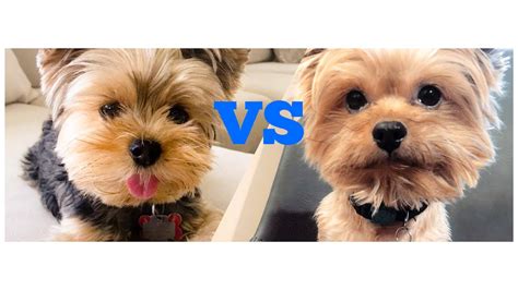 Yorkie Vs Yorkie Poo Whats The Difference Youtube