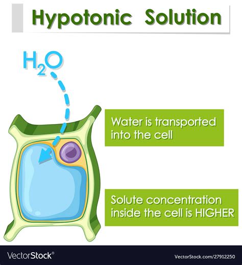 Diagram showing hypotonic solution Royalty Free Vector Image