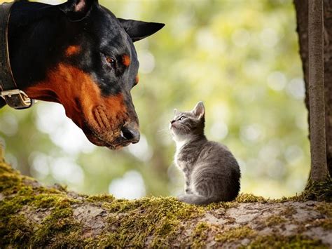 Can A Cat And Dog Crossbreed