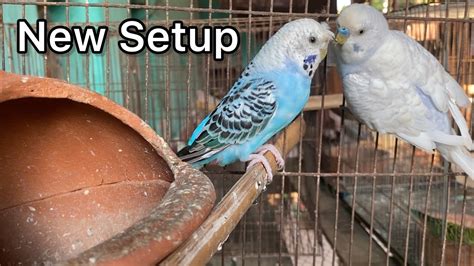 Budgies New Cage Setup With My New Budgies Kichirmichir Youtube