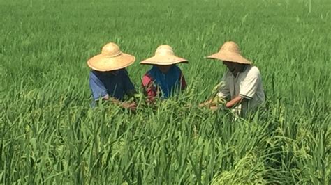 Nuclear Package Helps Farmers Increase Rice Yields And Income In