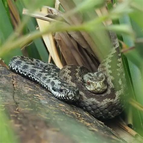 Common European Adder - Facts, Diet, Habitat & Pictures on Animalia.bio