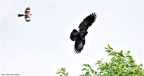 Mockingbird Chasing Crow Bald Eagle Bird Lovers Jaunt