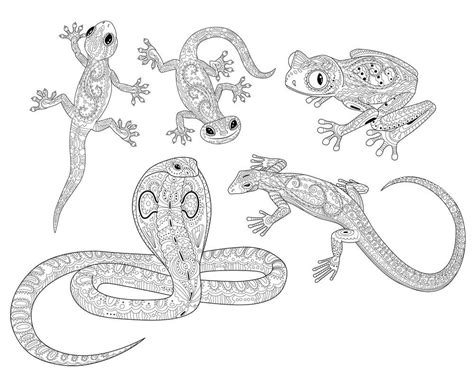 Dibujos De Reptiles Para Colorear E Imprimir Coloringonly