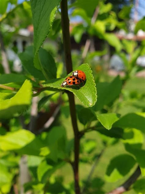 Coccinelle Feuille La Nature Photo Gratuite Sur Pixabay Pixabay