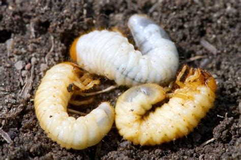 Engerlinge Bek Mpfen Larven Im Hochbeet Loswerden