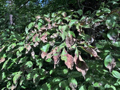 Leaves Look Bad Prevent And Treat Foliar Disease Tree Topics