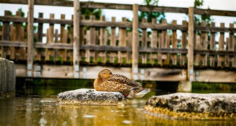 Ente Sonne Reflexion Kostenloses Foto Auf Pixabay Pixabay