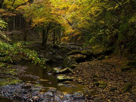 4K 5K 6K Forests Stones Autumn Trees Stream Moss HD Wallpaper