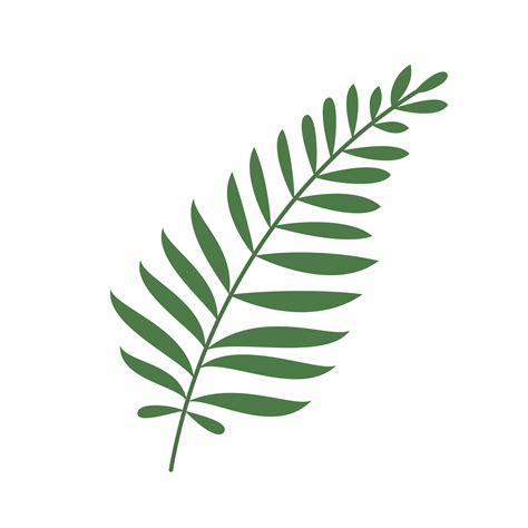 fern leaf isolated 17744752 PNG