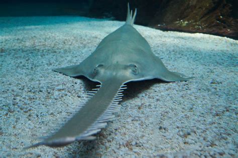 Critically Endangered Sawfish Found With Saws Removed: 'Cruel' - Newsweek
