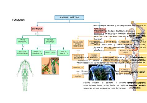 Sistema Linfático FUNCIONES Filtra cuerpos extraños y microorganismos