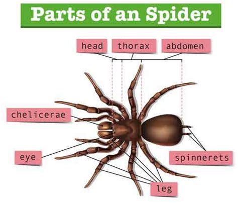 Spider Anatomy For Kids