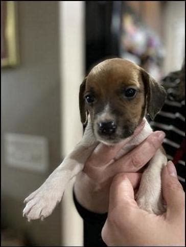 Jack Russell Beagle Puppies Nex Tech Classifieds