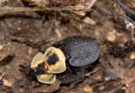 Carrion Beetle Life Cycle A Fascinating Journey Of Nature S Recyclers