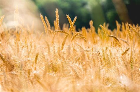 Abruzzo Il A Pescara Convegno Copagri Su Le Ricadute Della Pac