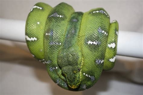 Emerald Tree Boa Darren Hamill Reptiles