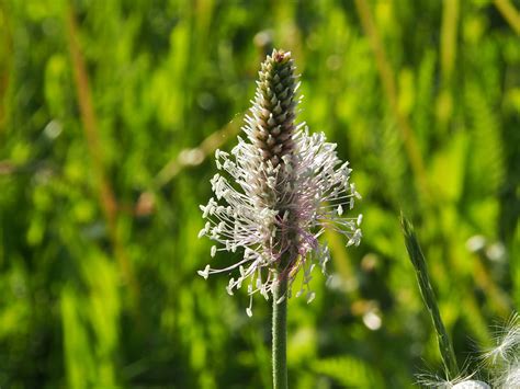 Piantaggine: proprietà, benefici, usi Plantago Major
