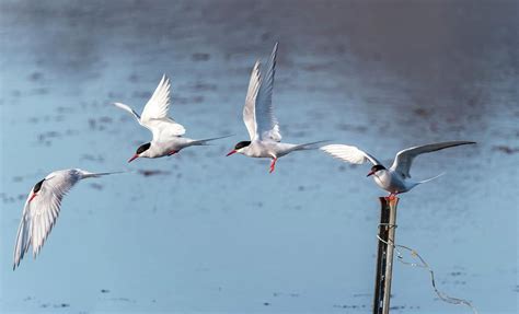 Arctic Terns Photograph By Ragnar Th Sigurdsson Fine Art America