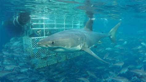 Advanced Eco Certified Shark Cage Diving Charters, Australia